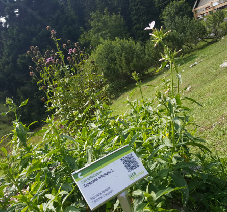 ortobotanicp